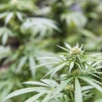 Lawmakers Advance Legal Pot Bill