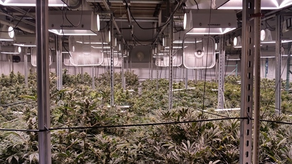 Chicago Cannabis Company Enters CT Market With Cultivation Facility Purchase
